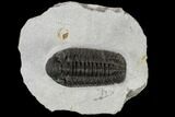 Adrisiops Weugi Trilobite - Recently Described Phacopid #115227-1